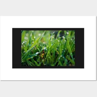 Dew Drop Grass Posters and Art